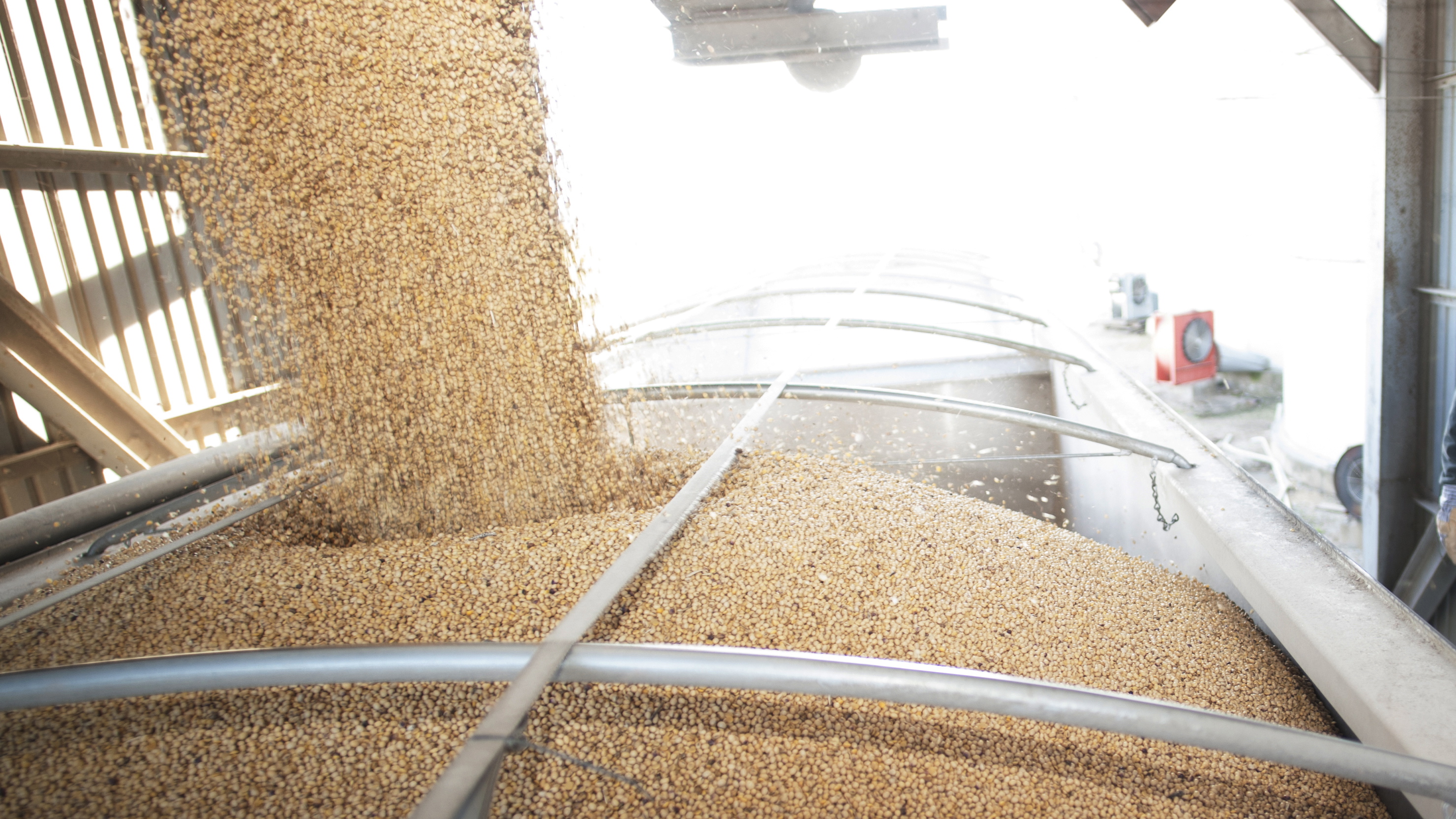 Crop prices depressed as soybean harvest finally concludes News